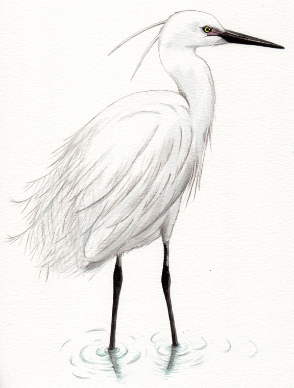 Aigrette garzette