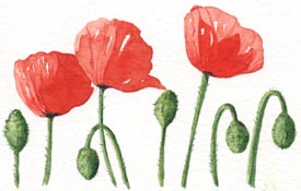 Coquelicots