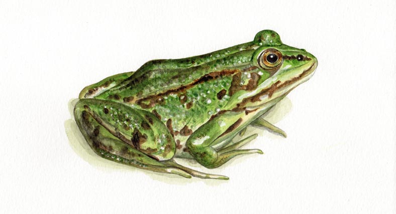 Grenouille verte