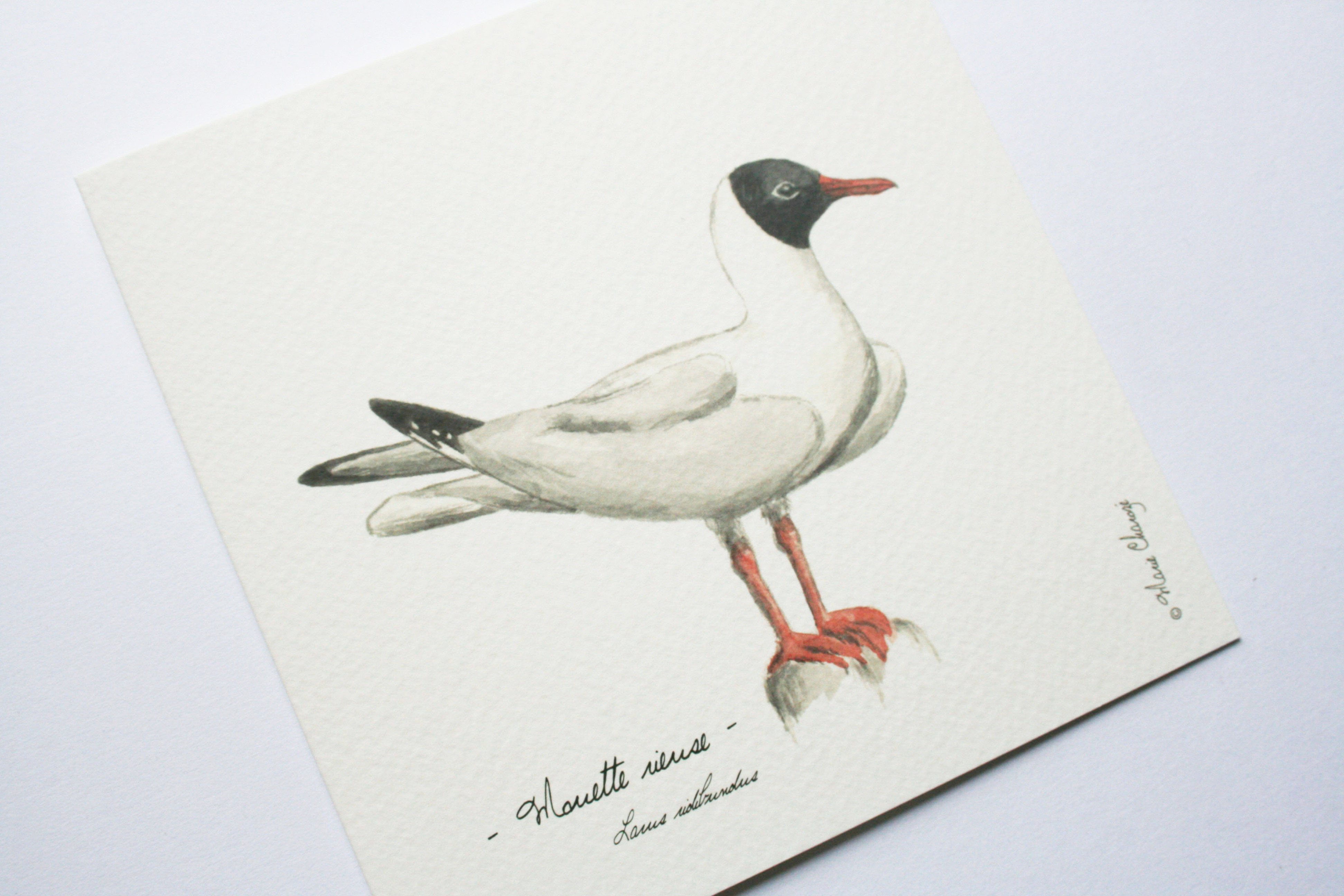 Mouette rieuse