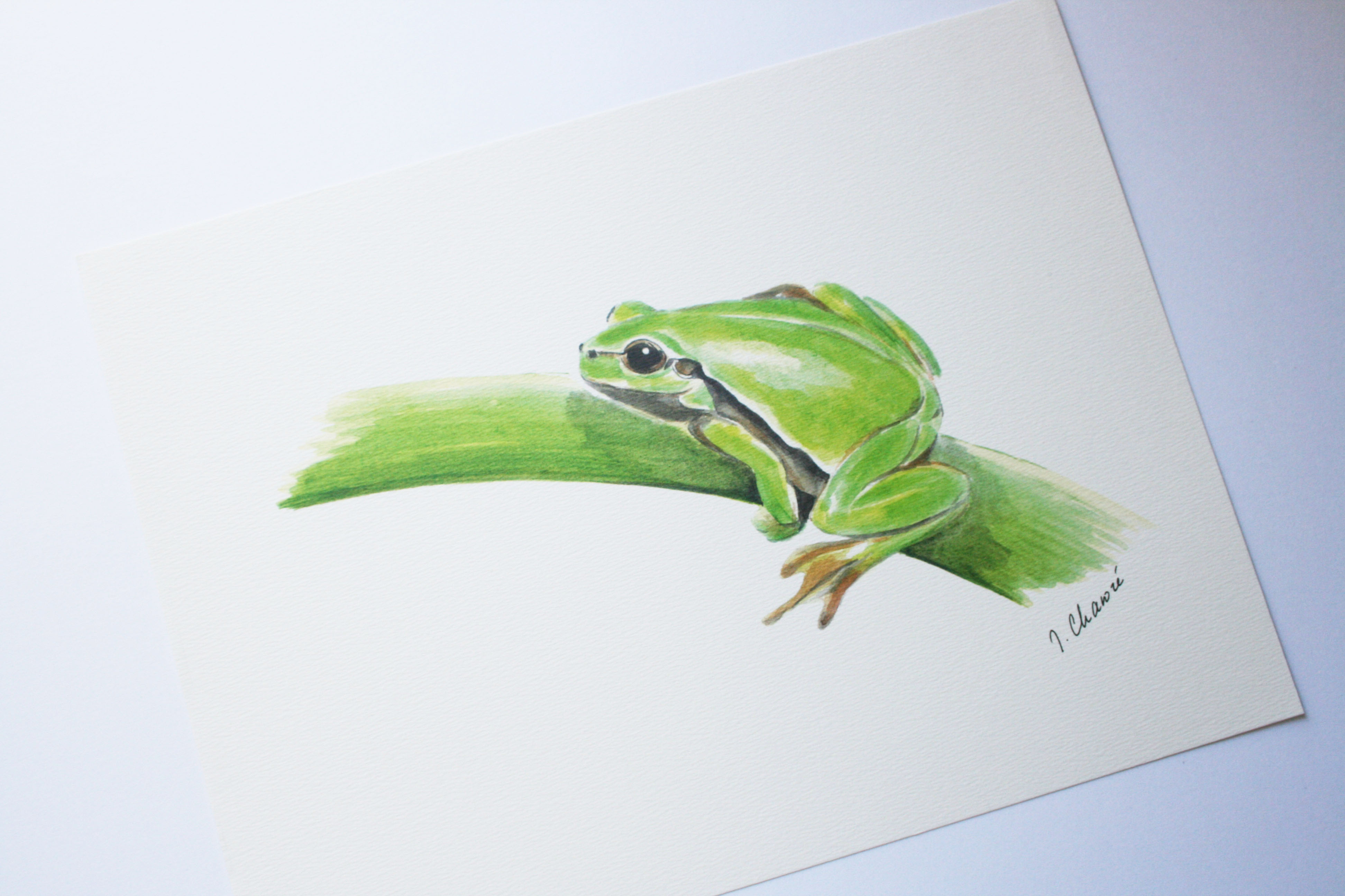 Rainette verte