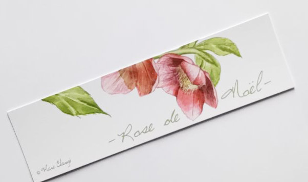 Rose de Noël