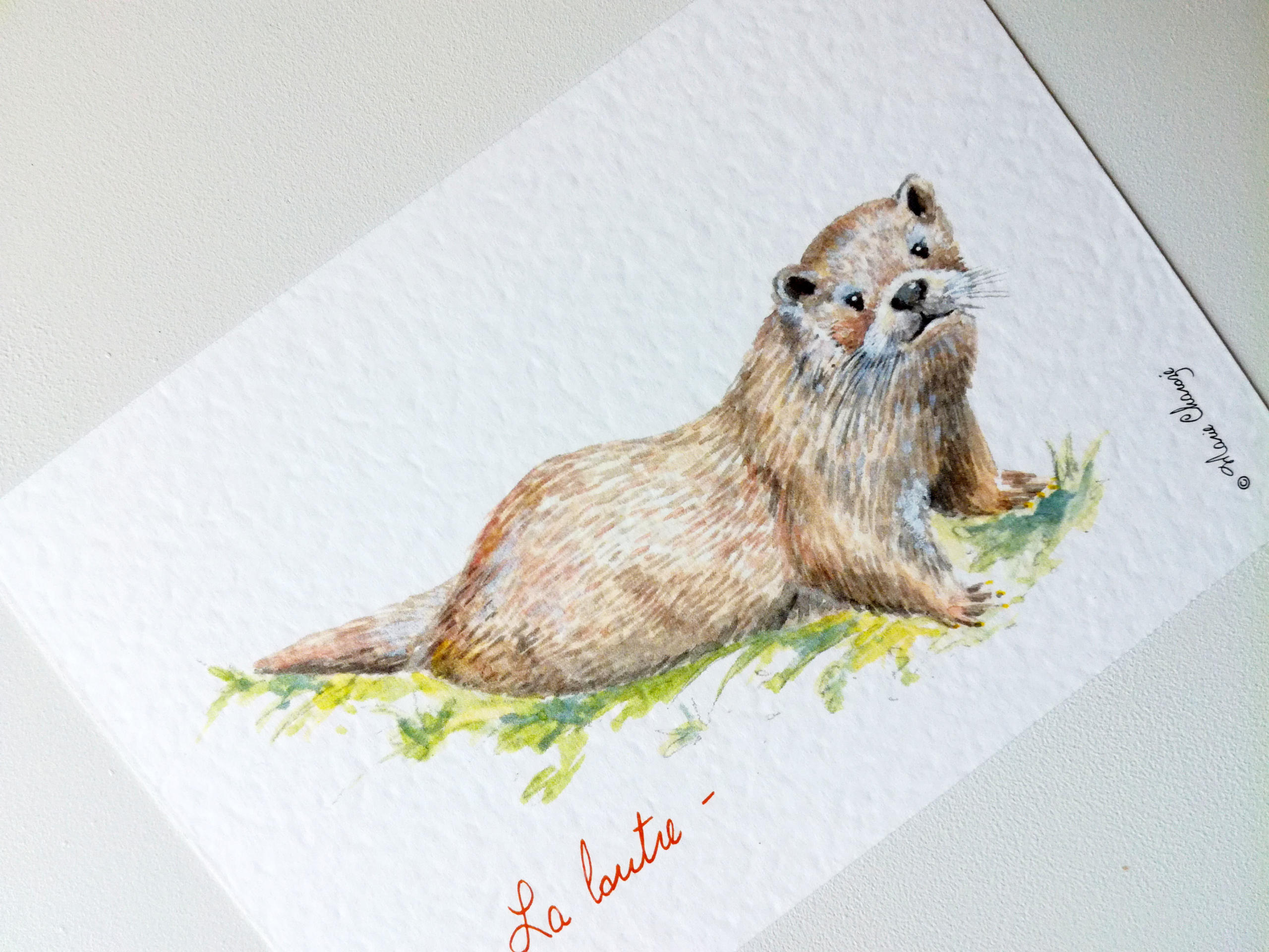 0120 La loutre