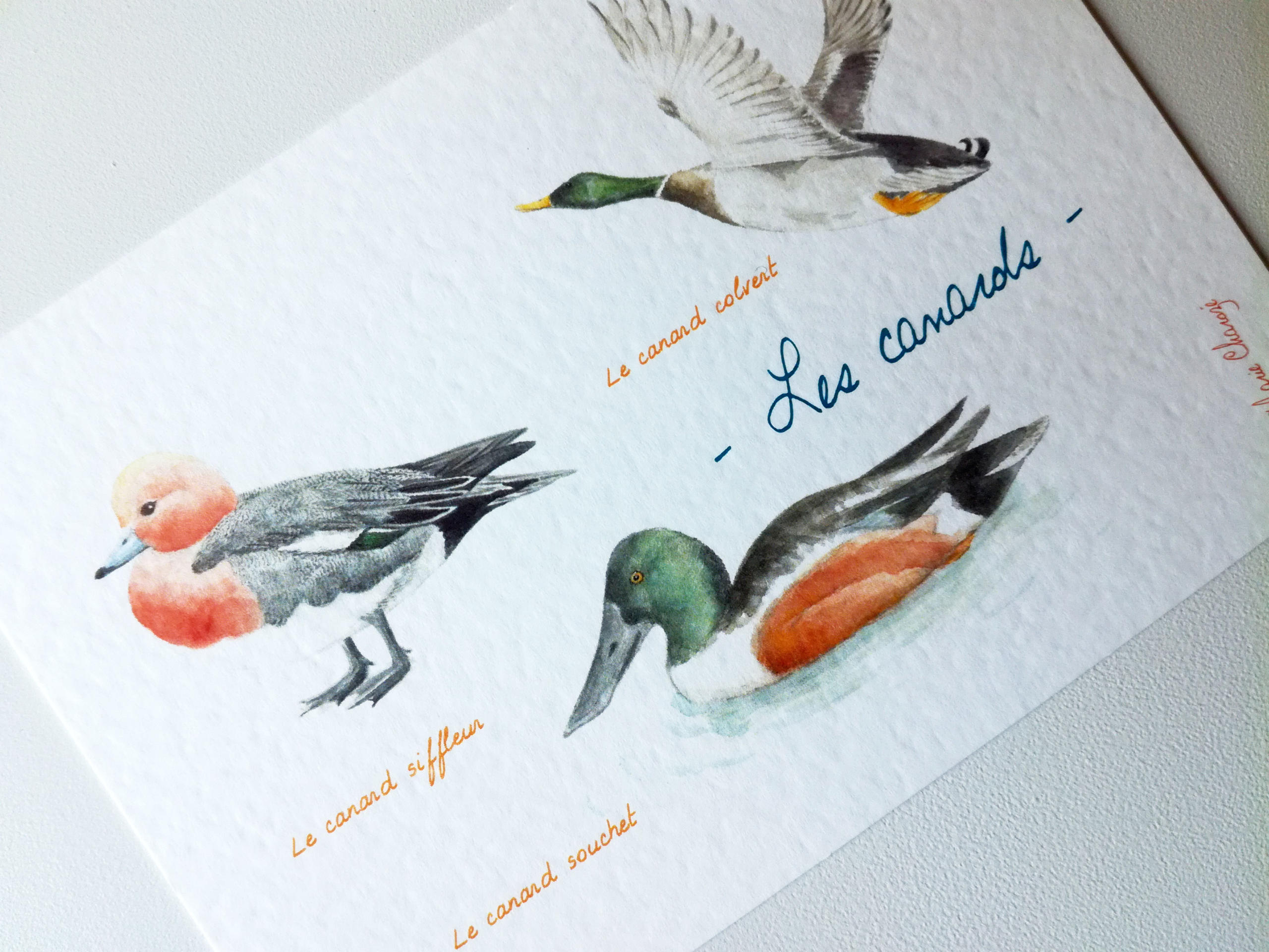 0109 Les canards