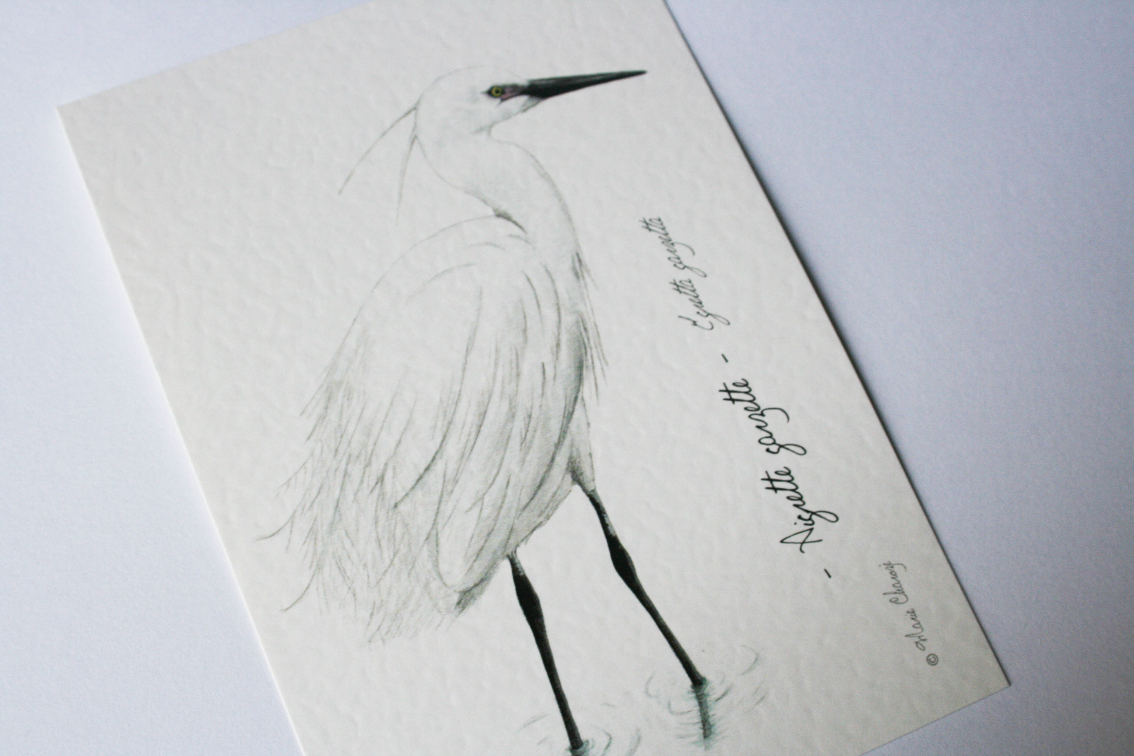 Aigrette garzette