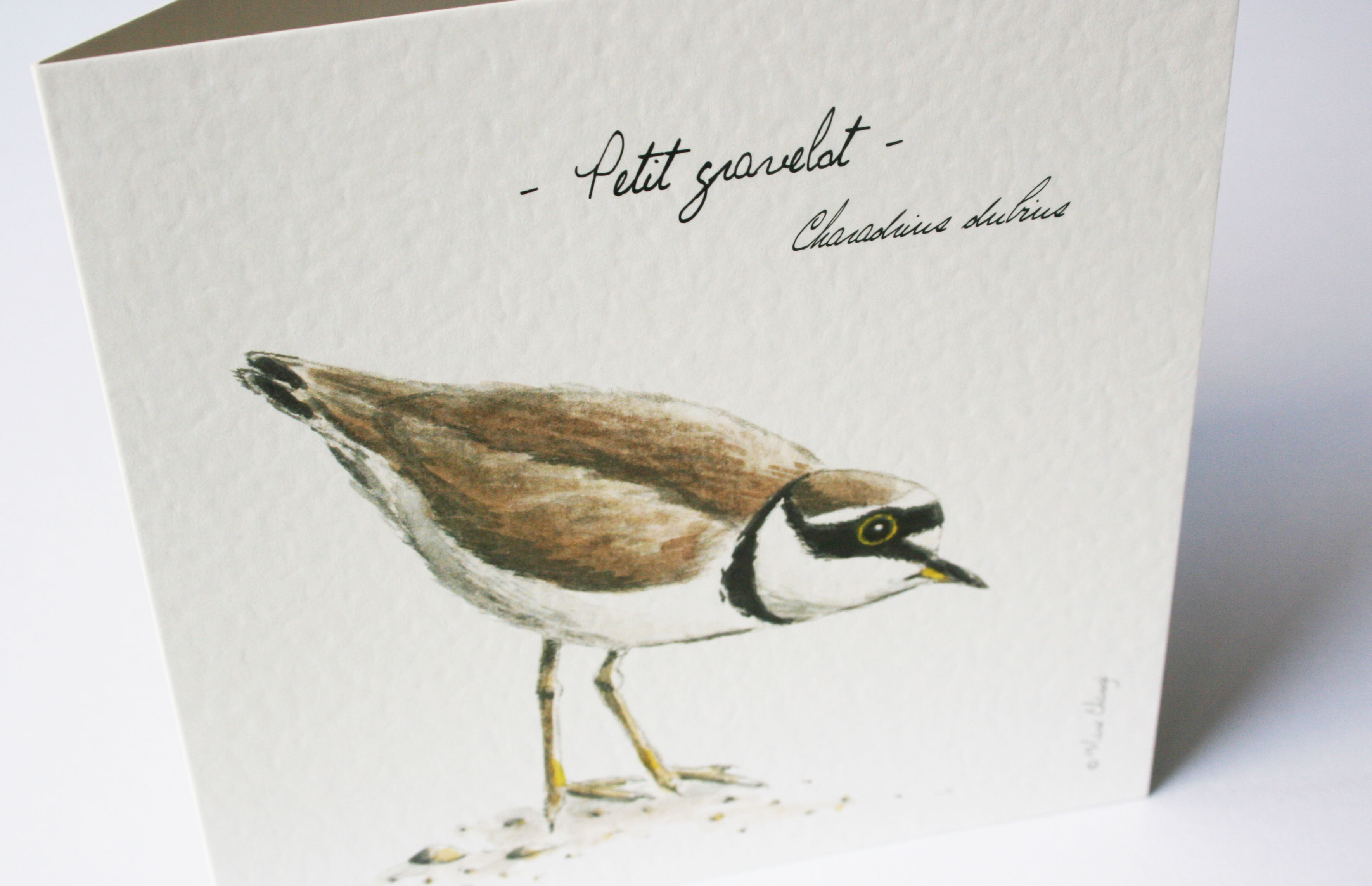 Petit gravelot