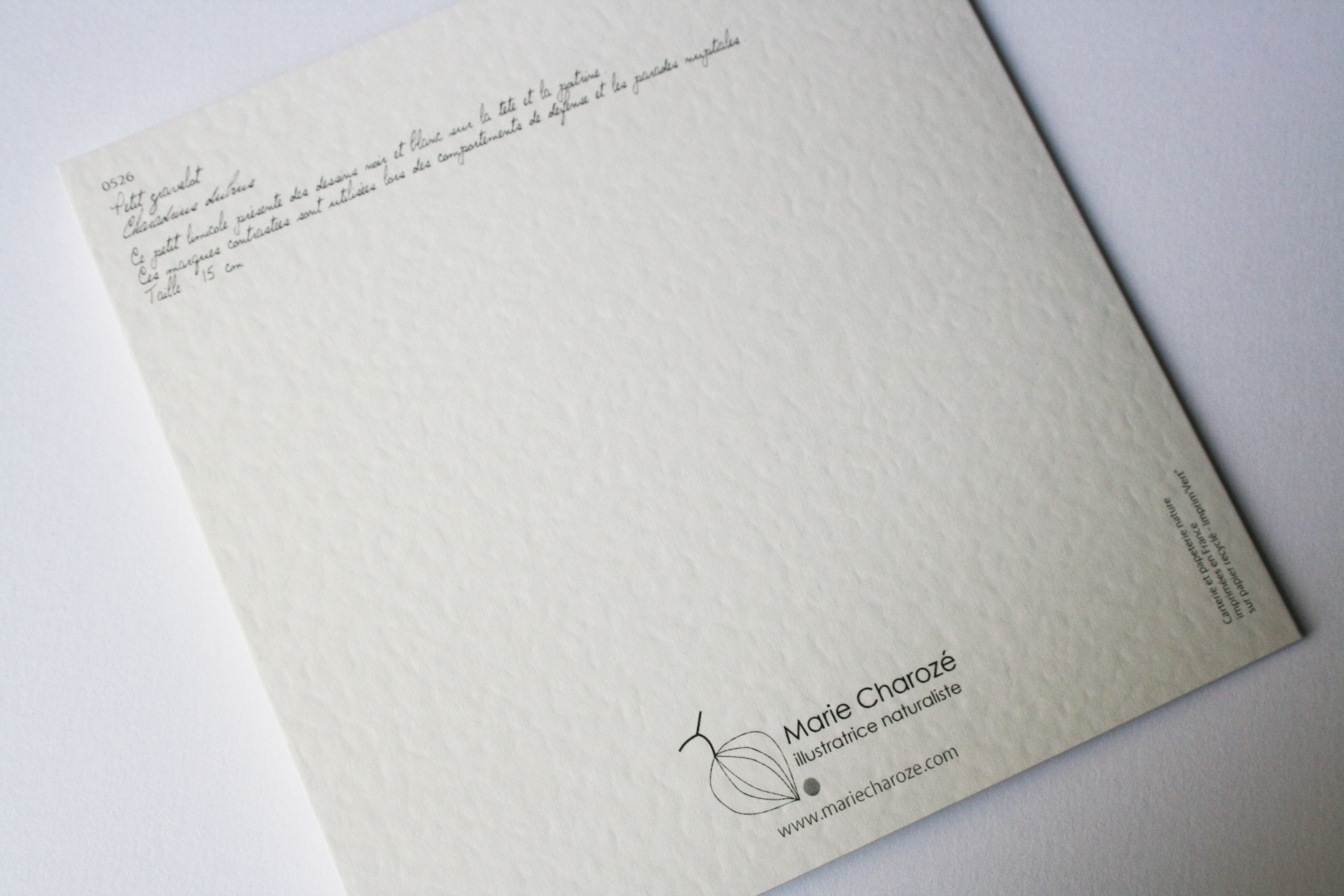 Petit gravelot
