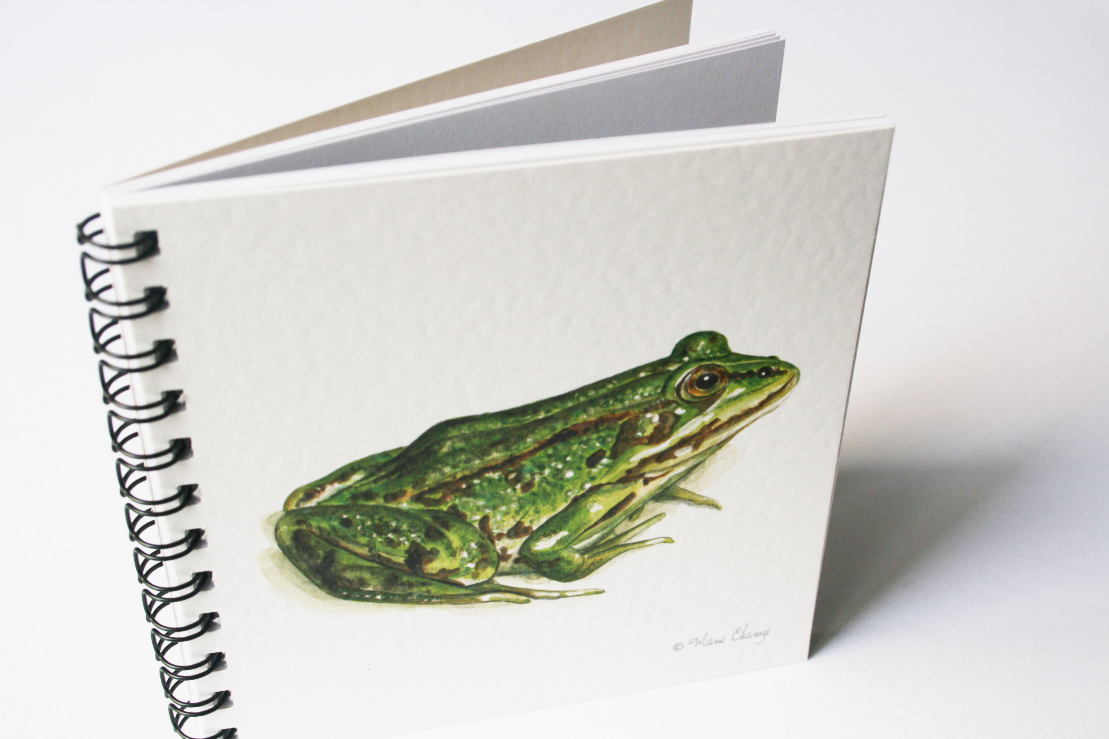 Grenouille verte