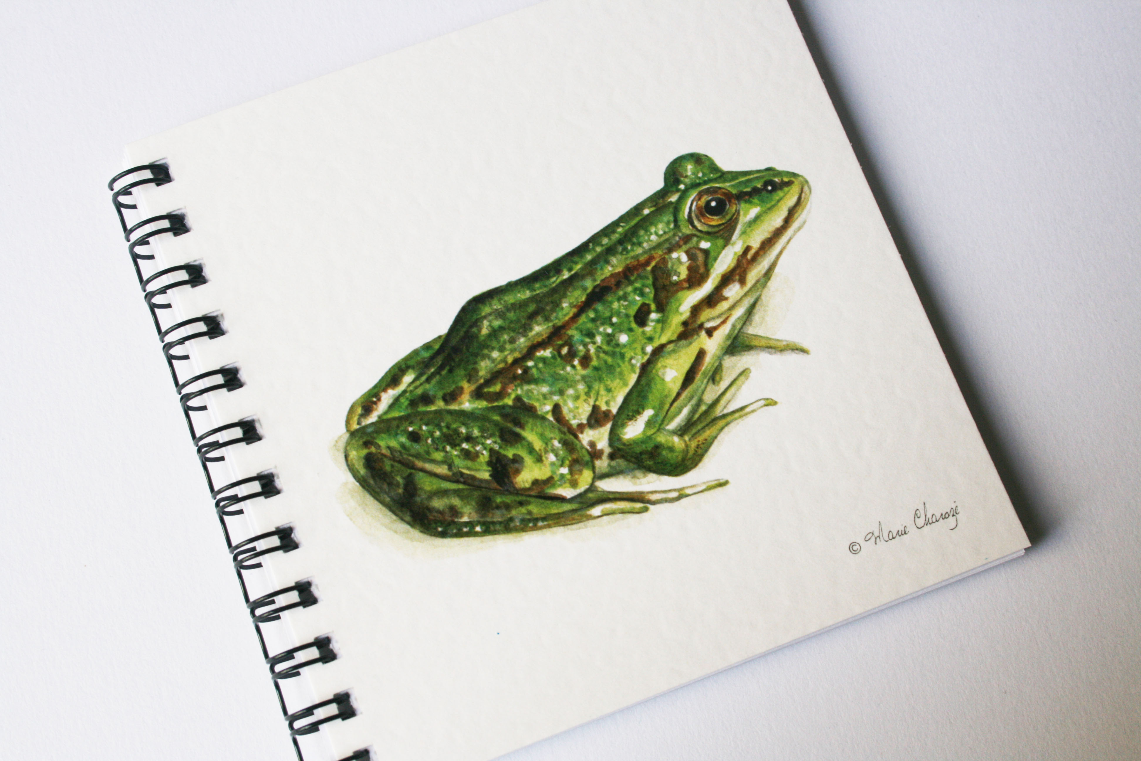 Grenouille verte