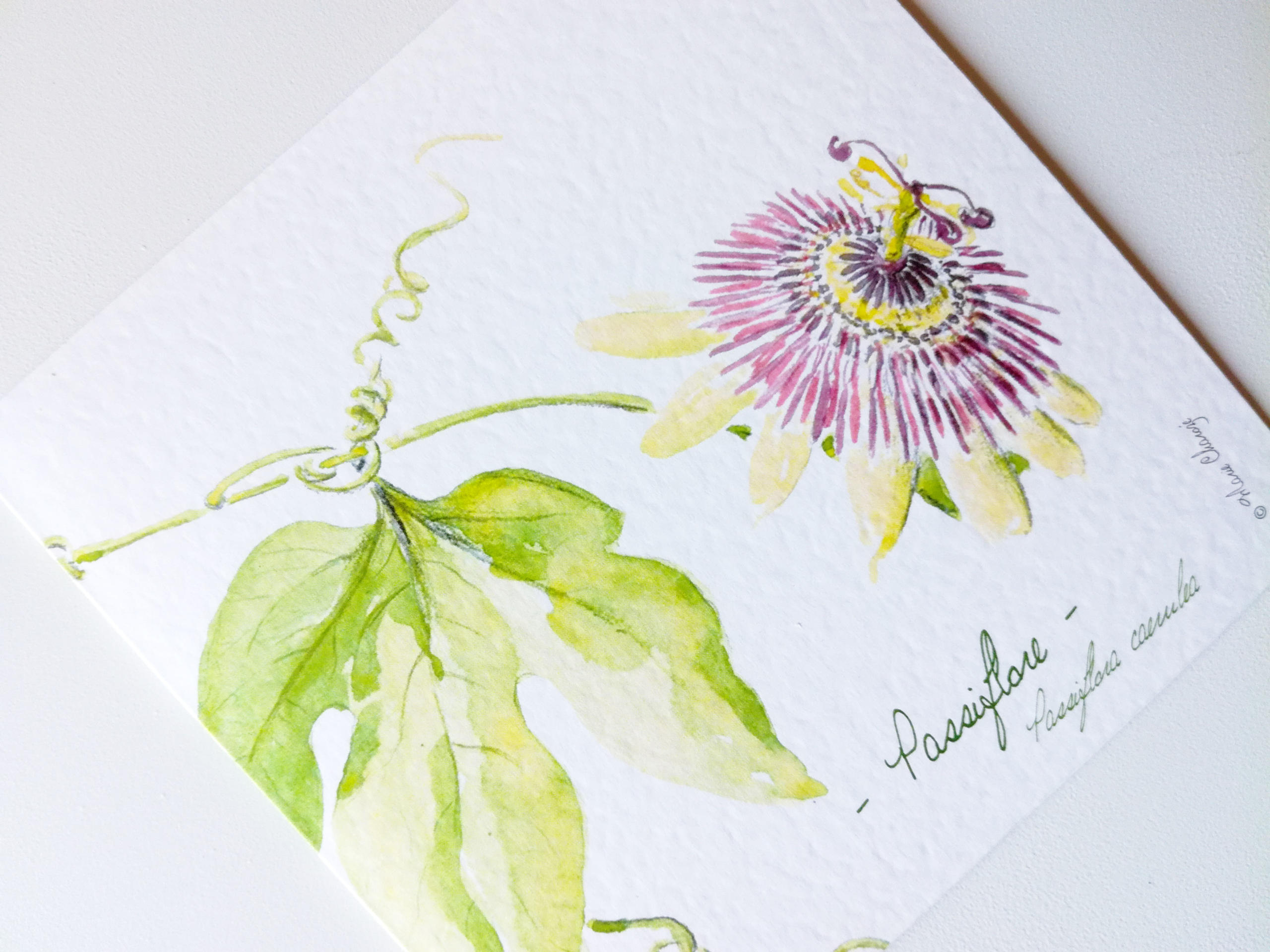 0510 Passiflore