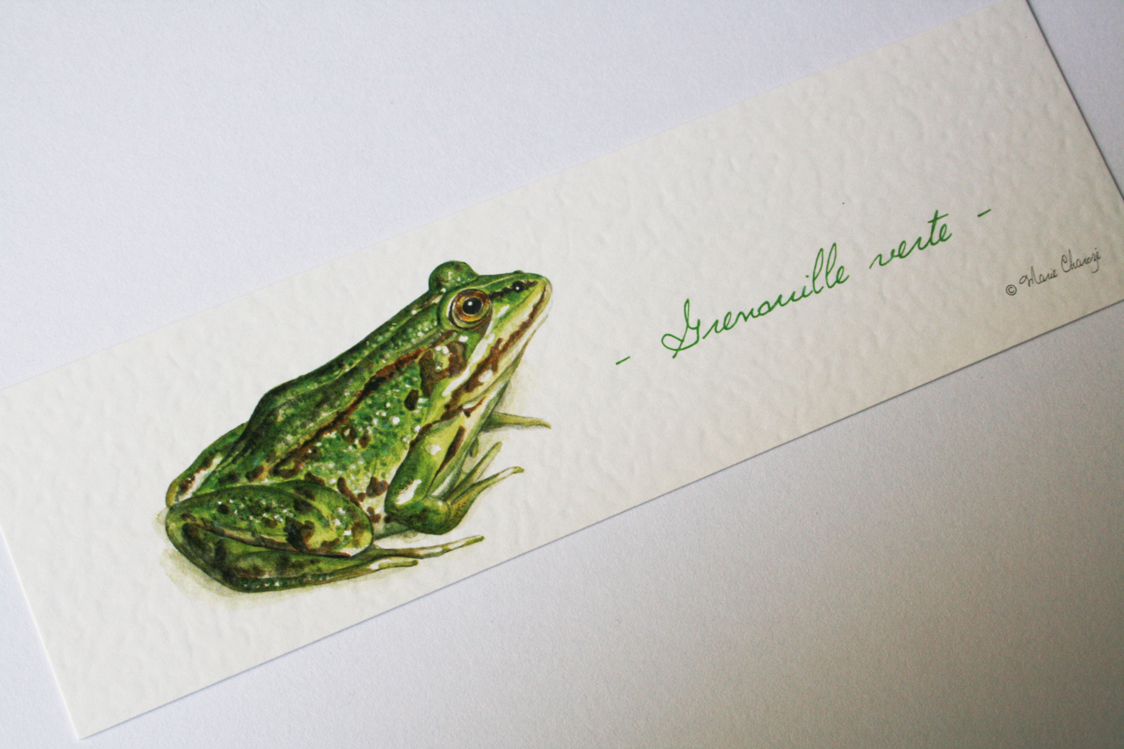 Grenouille verte