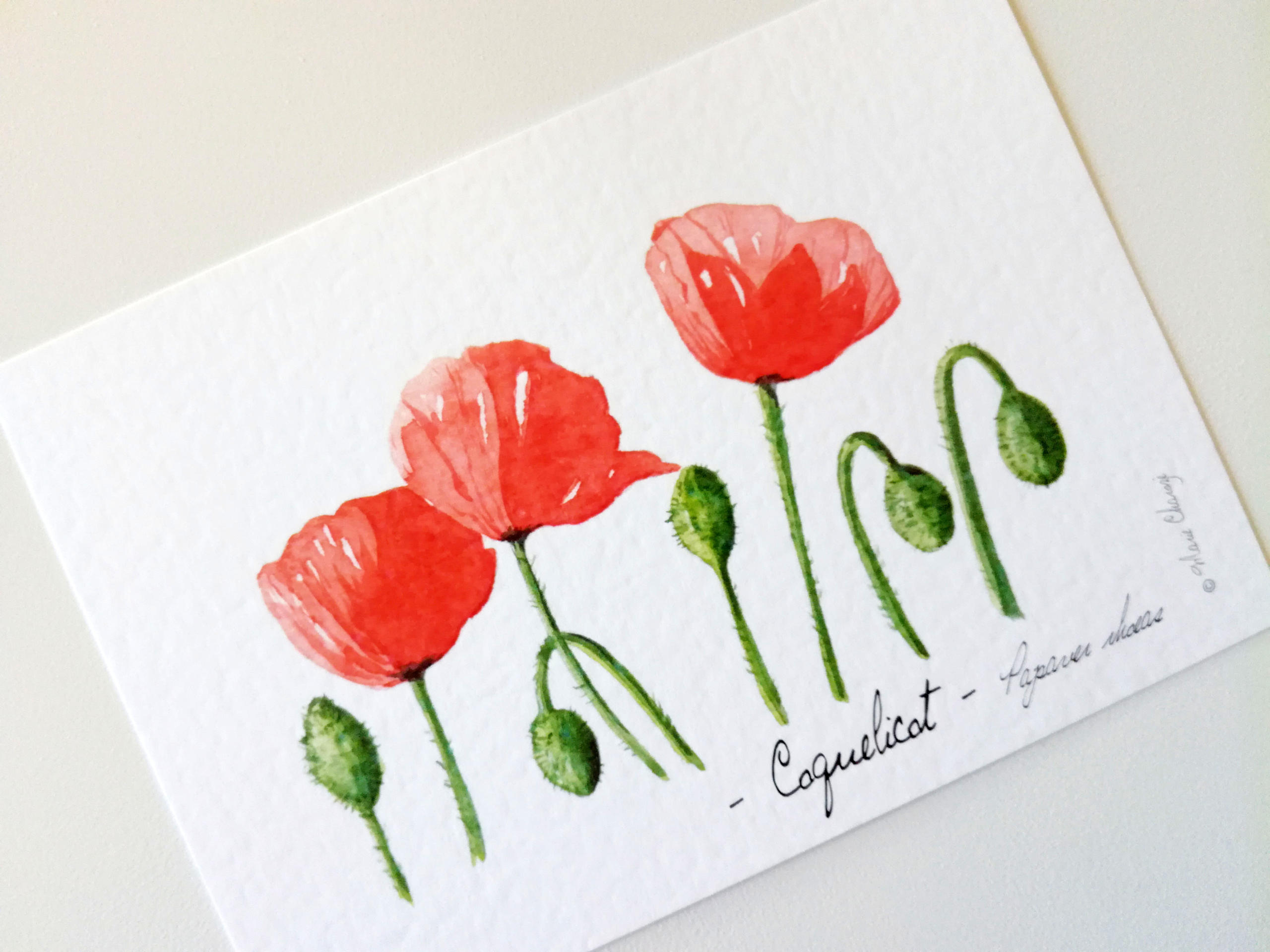 0101 Coquelicot recto