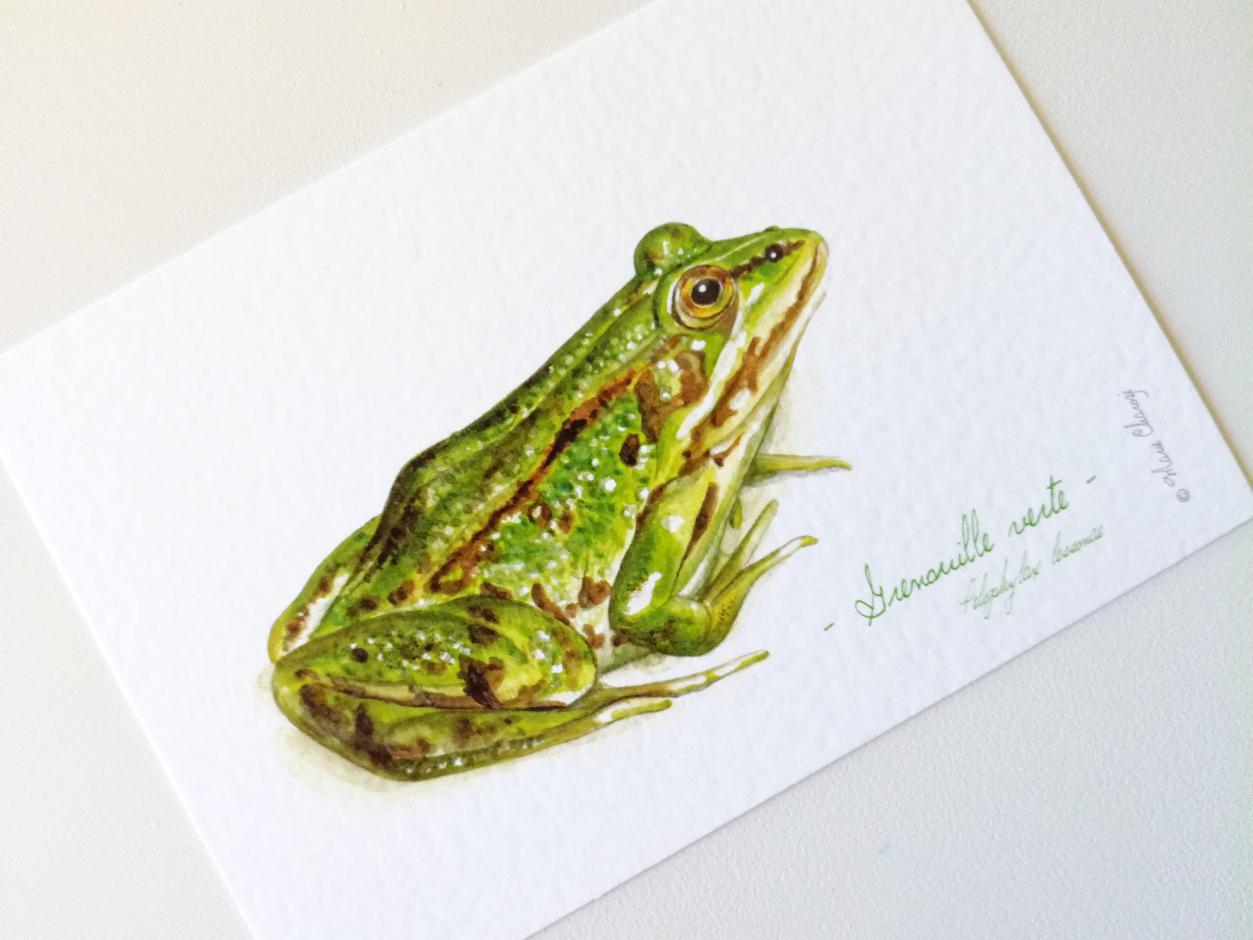 0167 Grenouille verte ro