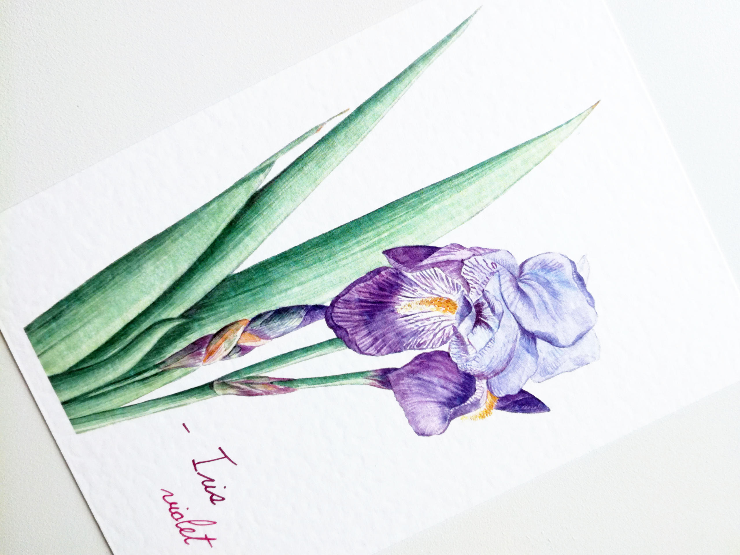 0101B Iris violet