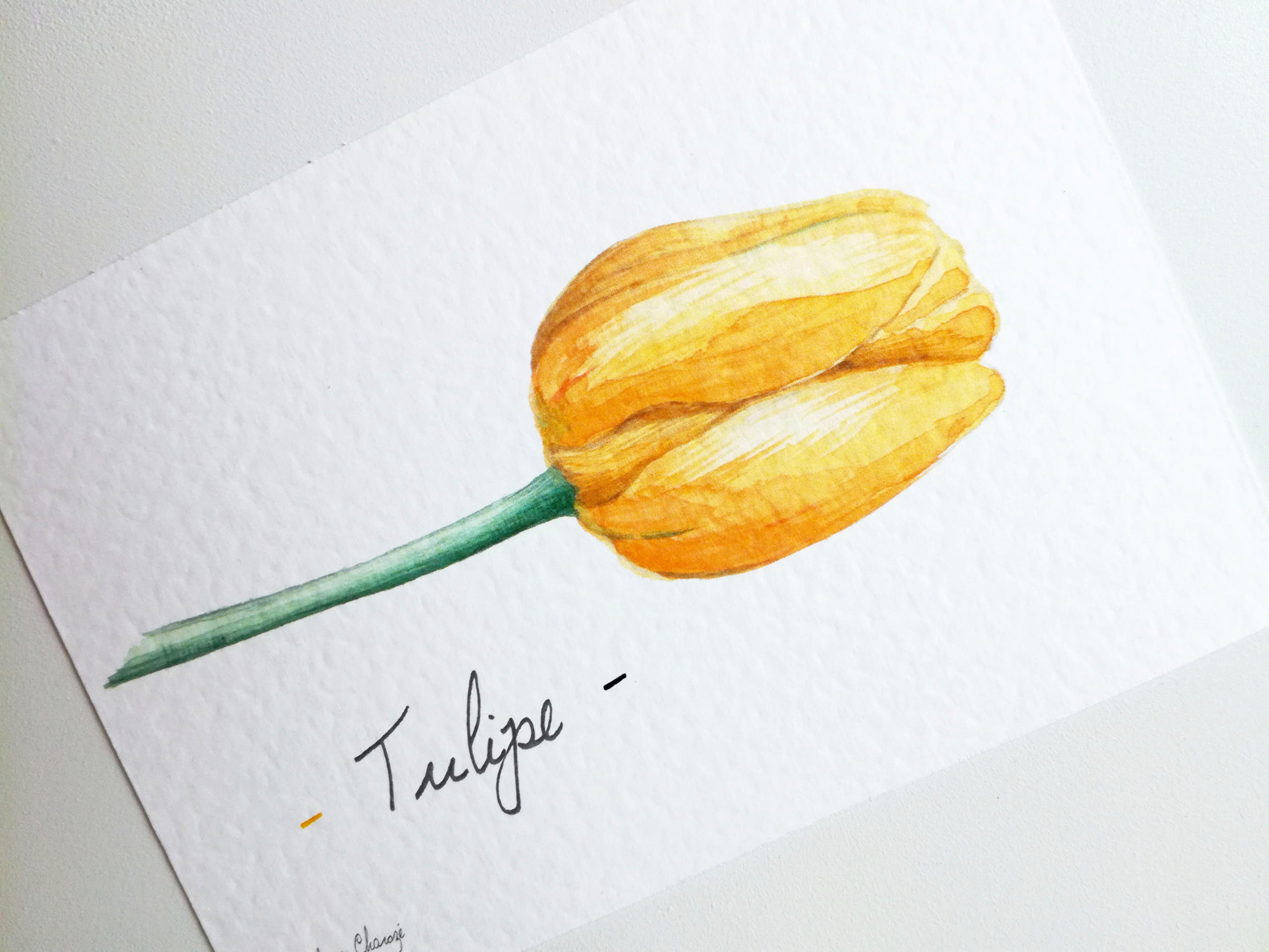 0111B Tulipe