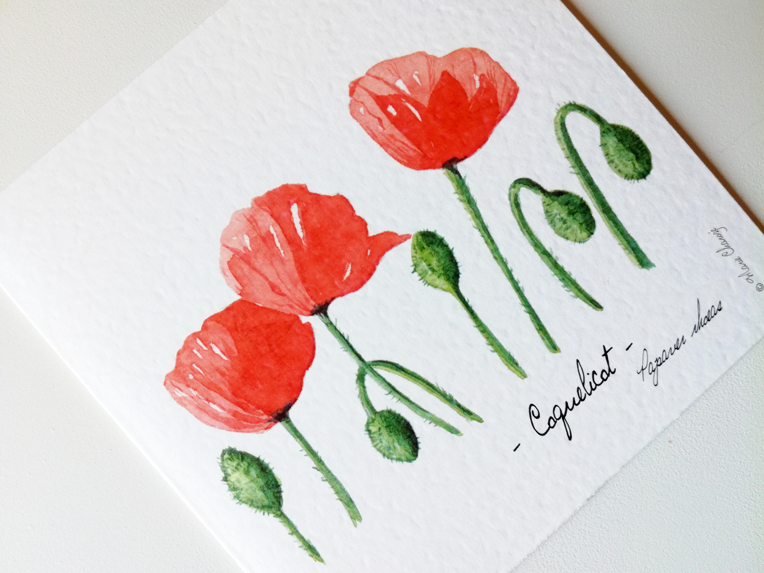 Carte double Coquelicots