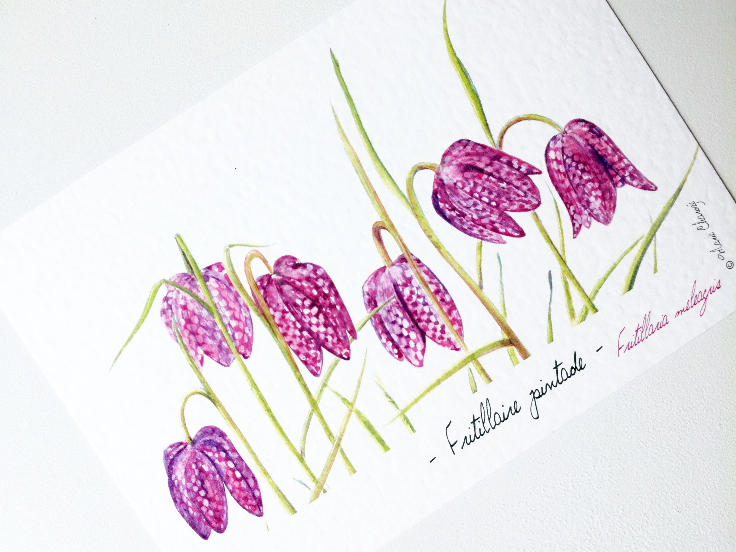 fritillaire-pinrade-copyright-marie-charoze