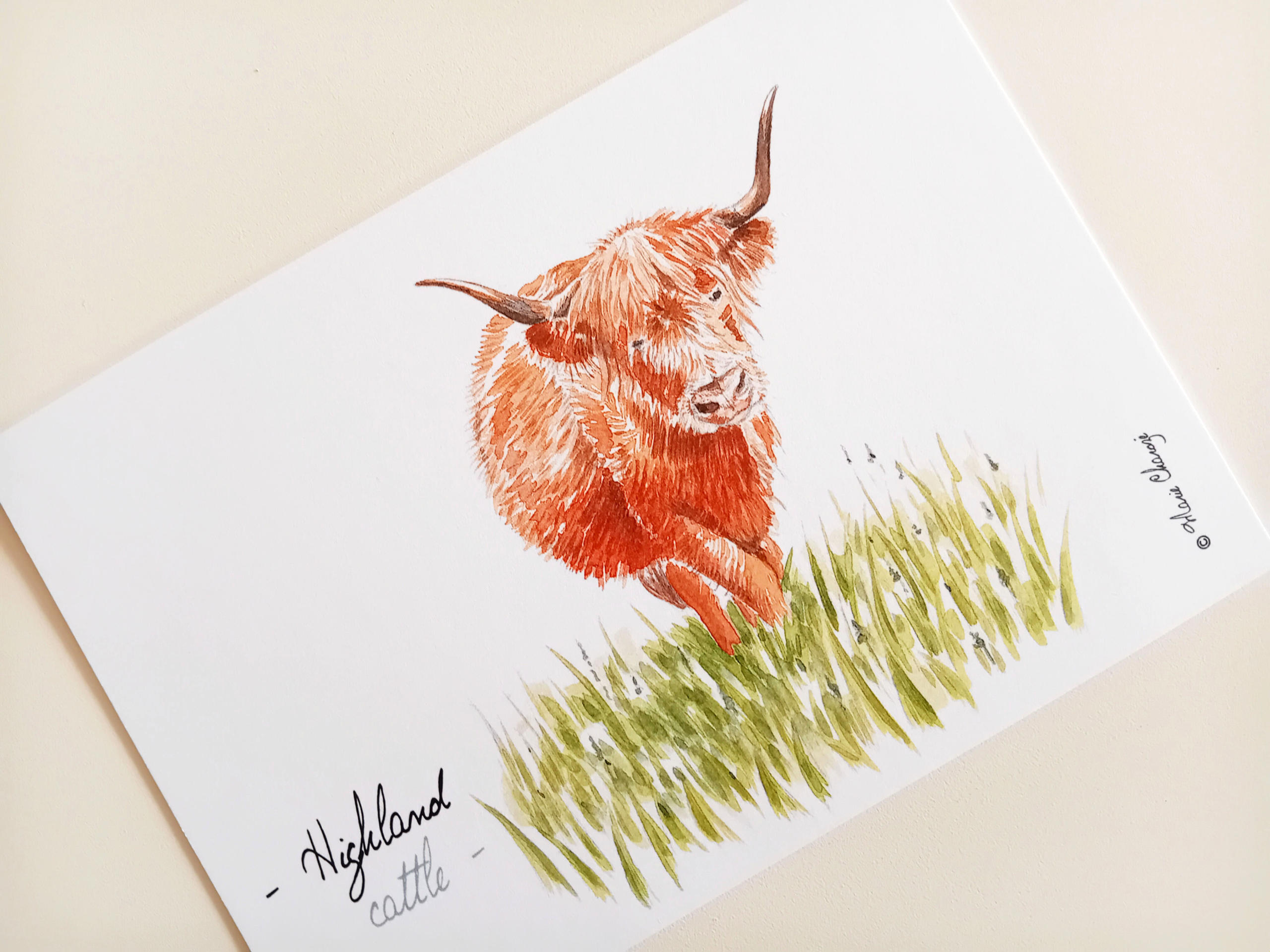0121 Highland cattle