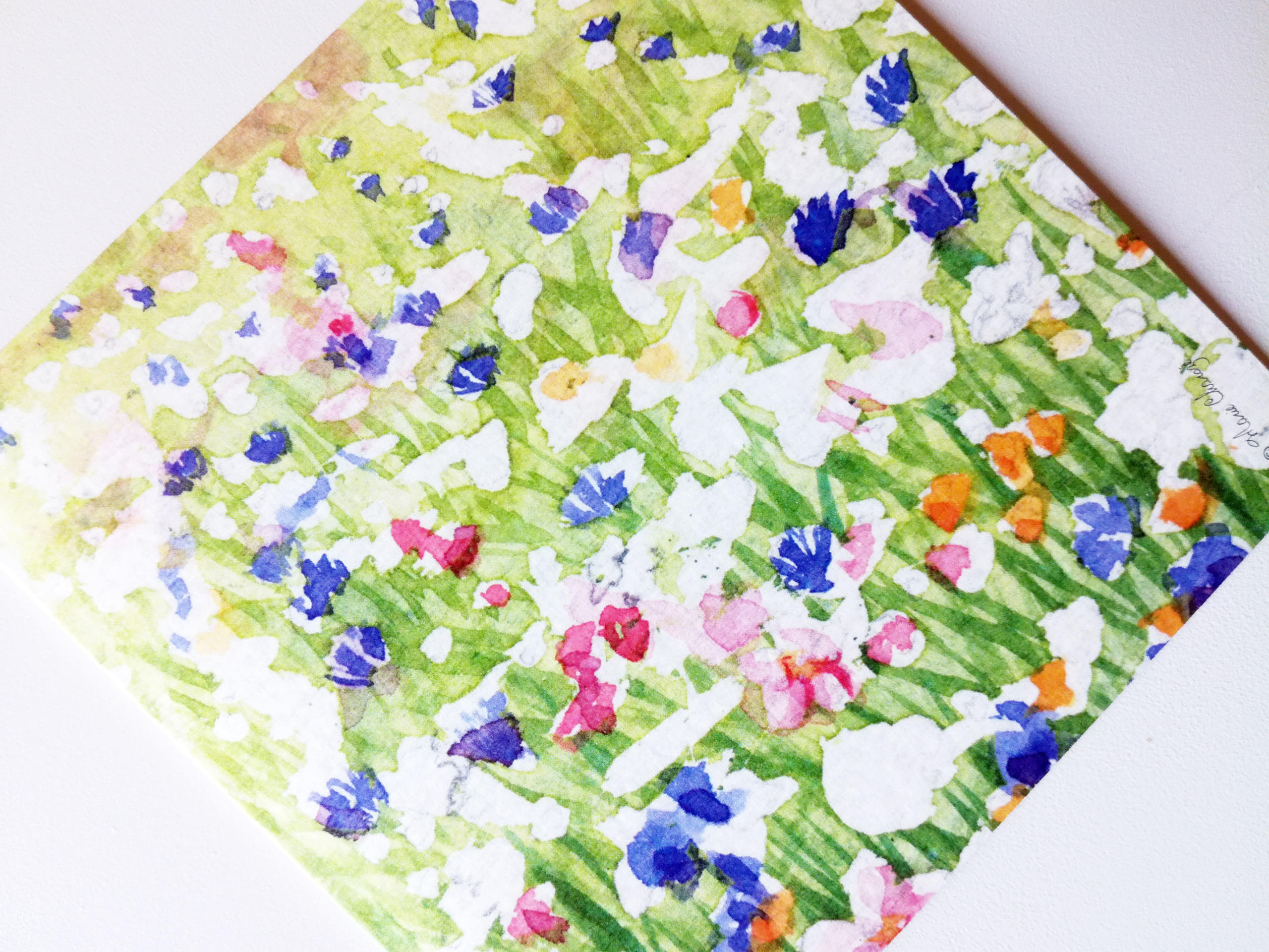 fleurs-champs-copyright-marie-charoze