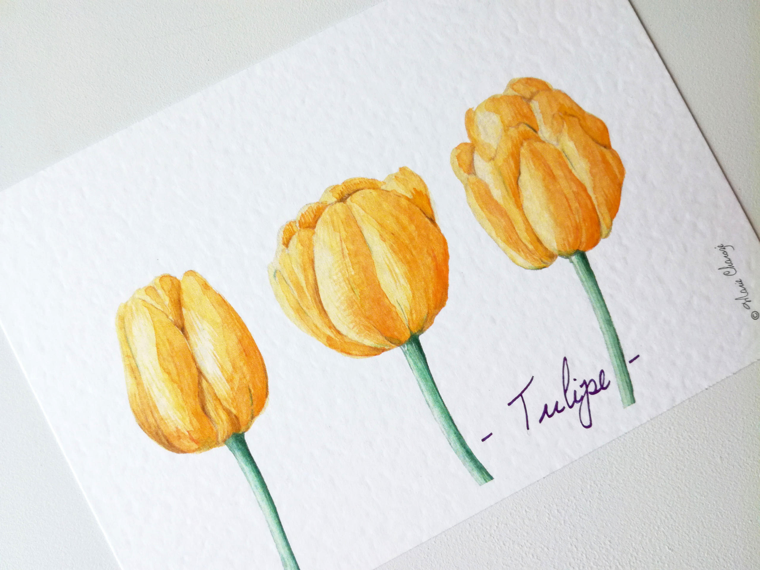 tulipes-jaunes-copyright-marie-charoze
